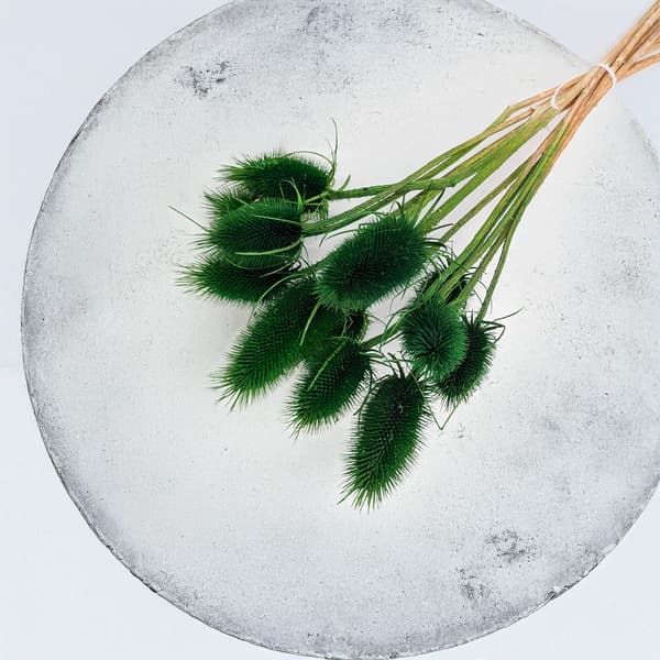 Kuivattu ohdake - (Teasel) - Vihreä