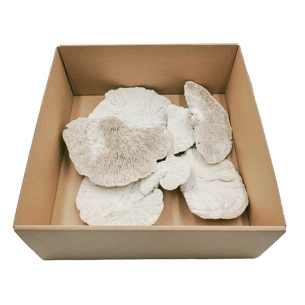 Tørret hvid, håret polypore - 1 stk.