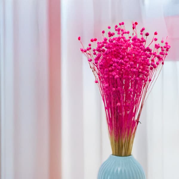Kuivattu pellava - fuksia