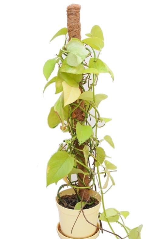 Kookosvarsi 120 cm 3 kpl