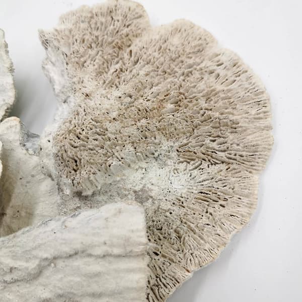 Tørret hvid, håret polypore - 1 stk.