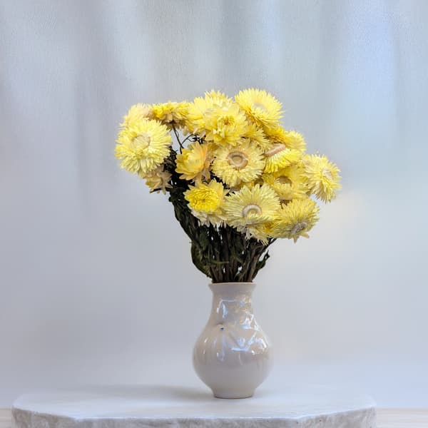 Tørret Helichrysum - (Helichrysum) - Citron
