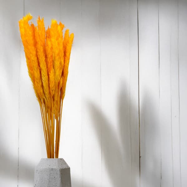 Mini Pampasgräs - Orange