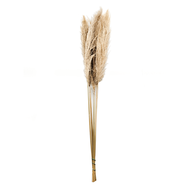 Luonnonvärinen pampasruoho - 120 cm - 5 kpl:n kimppu