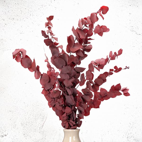 Stabiliseret Eukalyptus - Stuartiana - Rød