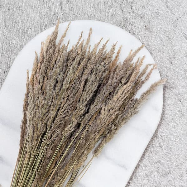 Sandrørgræs (Calamagrostis epigejos) - Naturlig