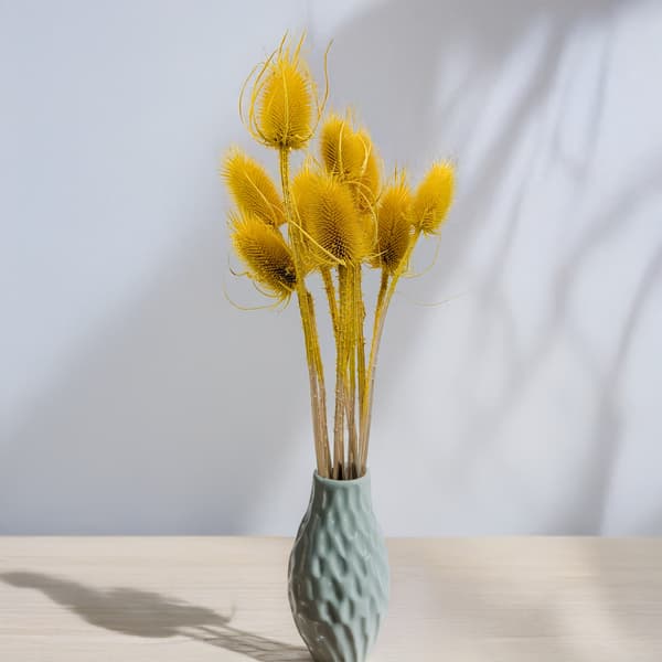 Torkad Tistel - (Teasel) - Gul