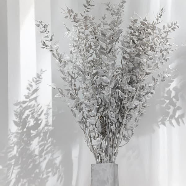 Stabiloitu Ruscus - (Ruscus) - Valkaistu matta