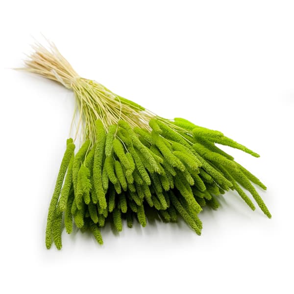 Tørret græs - Timothe (Phleum) - Lysegrøn