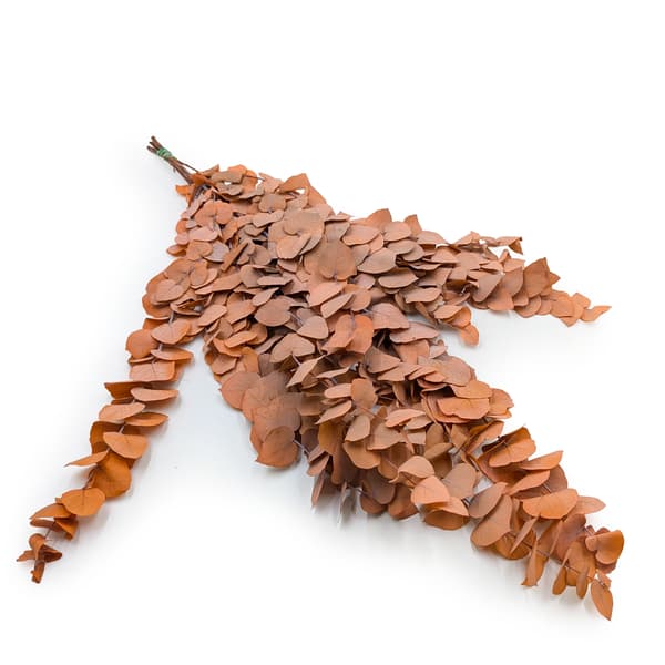 Stabiliseret eukalyptus - Stuartiana - Orange