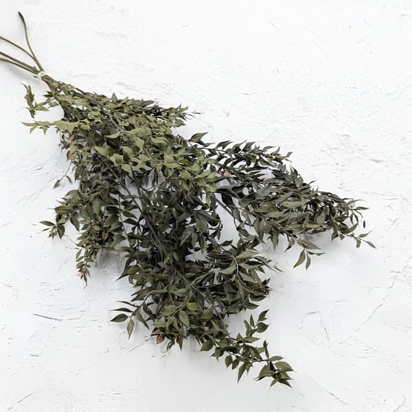 Kuivattu ruscus - (Ruscus) - Luonnollinen