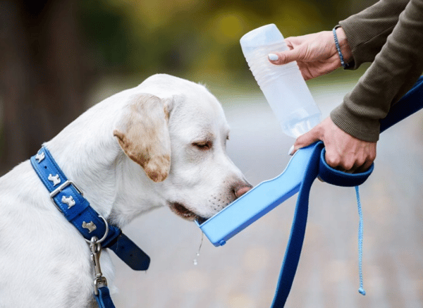 Rejsevandskål til hund eller kat