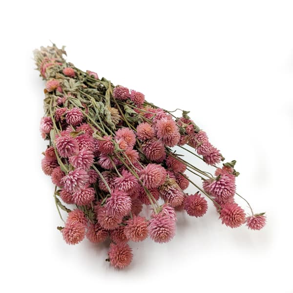Tørret Gomphrena Globulus - (Globular Everlasting) - Lyserød
