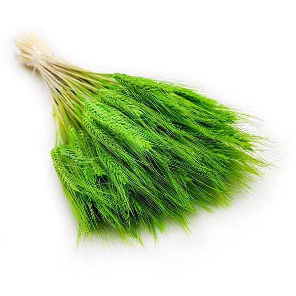 Tørret triticale - lysegrøn