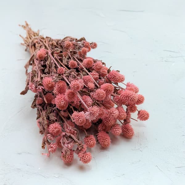 Torkad Gomphrena Globulus - (Globular Everlasting) - Rosa