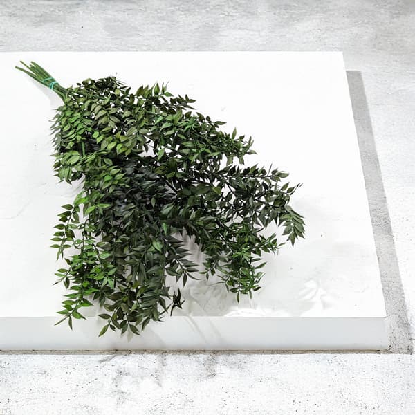 Stabiliserad Ruscus - (Ruscus) - Grön