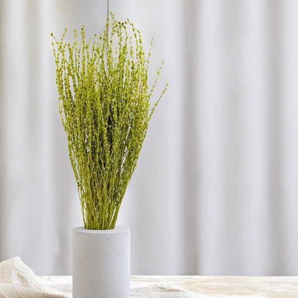 Lepidium (Lepidium sativum) - Lysegrøn