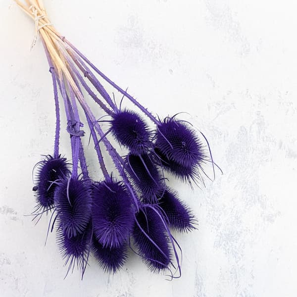 Kuivattu ohdake - (Teasel) - Sininen