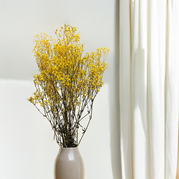 Stabiliserad Gypsophila - Pastellgul