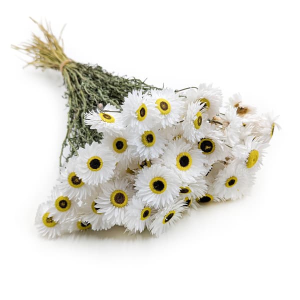 Torkad Suchlin - Suchołuska - (Acroclinium) - Vit - PREMIUM