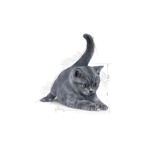 Royal Canin Brit Shorthair torrfoder för katter 2 kg