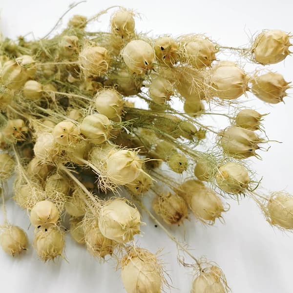 Tørret sort spidskommen - (Nigella Damascena) - Grøn