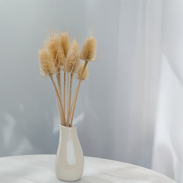 Tørret Tidsel - (Teasel) - Bleget