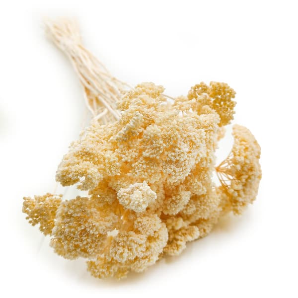 Tørret røllike - (Achillea) - Bleget