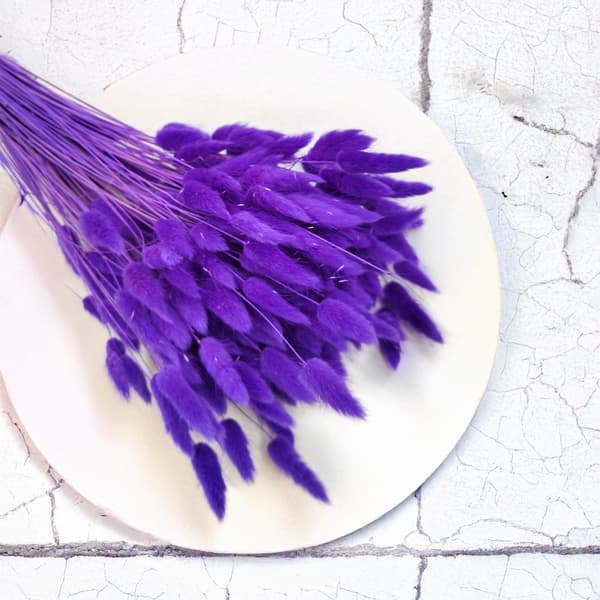 Tørret Lagurus - Lagurus ovata - ultraviolet