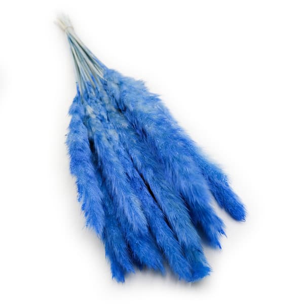 Mini Pampas-ruoho - Sininen