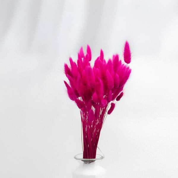 Torkad Lagurus - Lagurus ovata - fuchsia