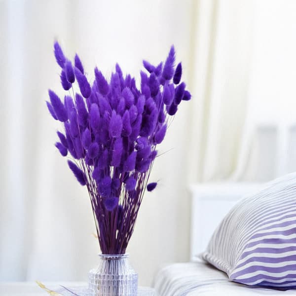 Tørret Lagurus - Lagurus ovata - ultraviolet