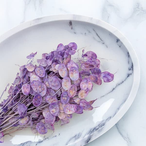 Måneskin - (Tørret Lunaria) - Lavendel
