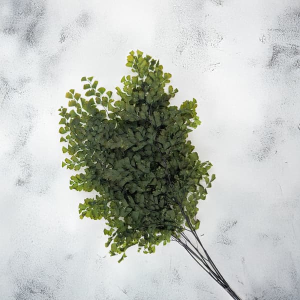 Stabiliseret bregne - Adiantum