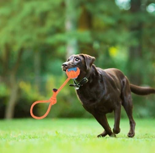 FRANKIE hundetræklegetøjssæt med 16 dele