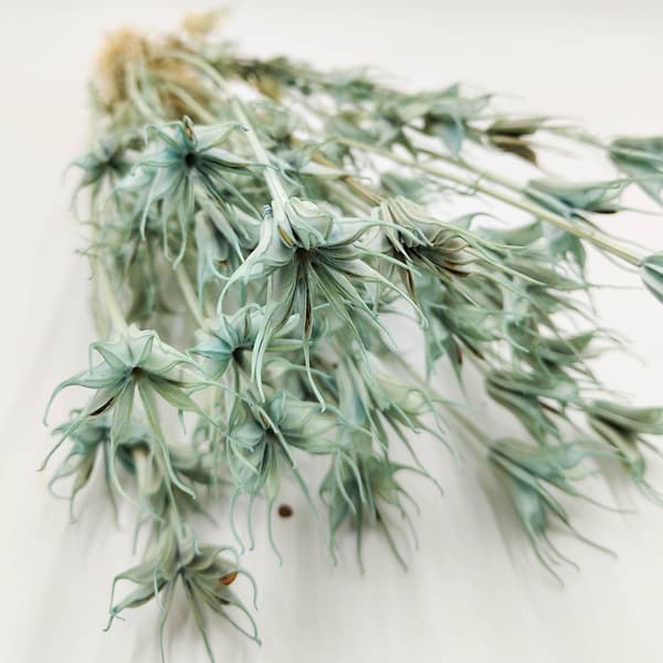 Mustakumina (itämainen) - (Nigella Orientalis) - Minttu PL