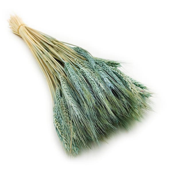 Tørret triticale - mynte