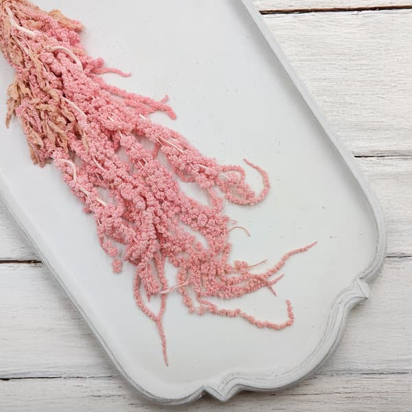 Stabiliserad amarant - Amaranth - Rosa
