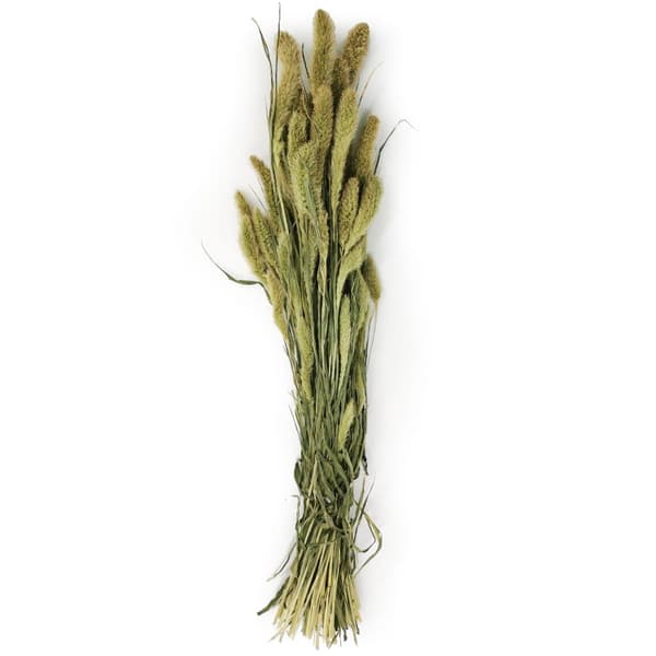 Setaria (Setarea) Natural Green - kimppu