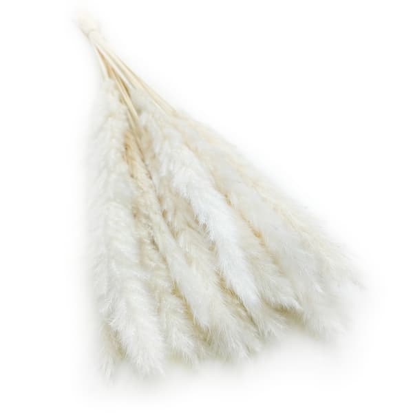 Mini Pampas Grass - Valkaistu