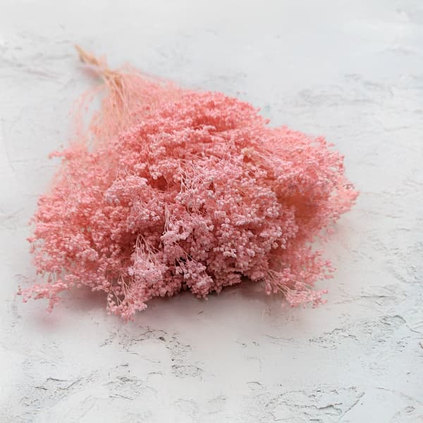 Tørret kostblomst - Kost - Perlelyserød