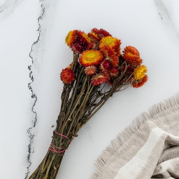 Tørret Helichrysum - (Helichrysum) - Appelsin