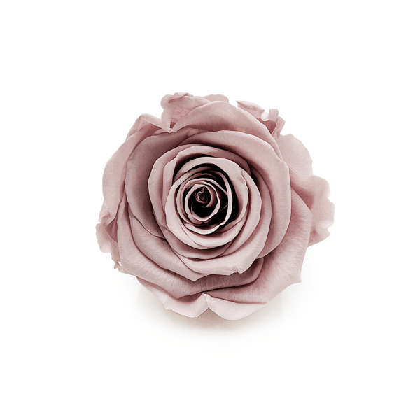 Stabiliseret Rose - Sandbeige - XL - 3 stk.