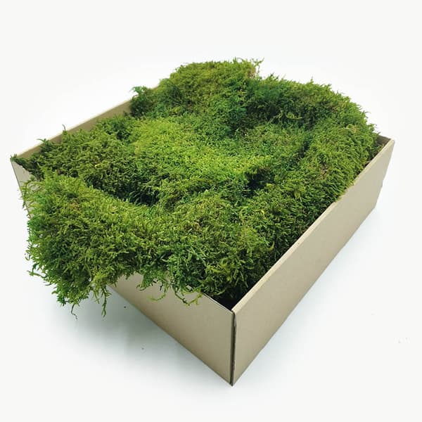 Flat Moss - Ruotsi - Vaaleanvihreä luonnonvärinen 200g
