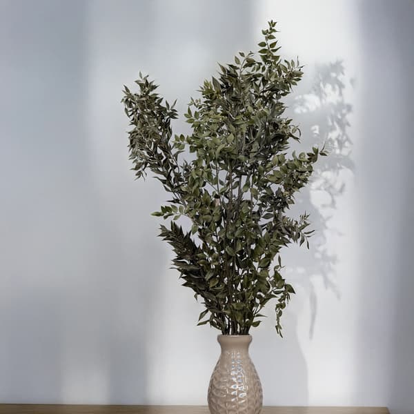 Kuivattu ruscus - (Ruscus) - Luonnollinen
