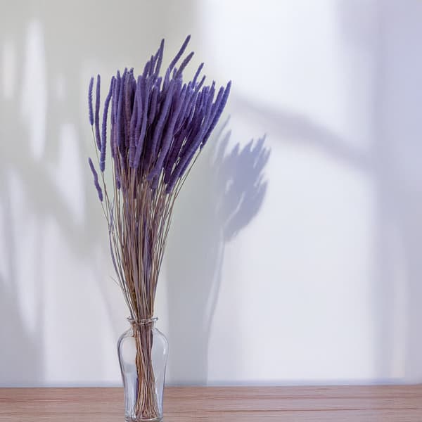 Kuivattu ruoho - Timotei (Phleum) - Laventeli