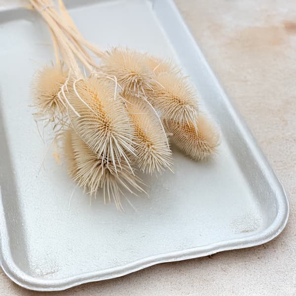 Torkad Tistel - (Teasel) - Blekt