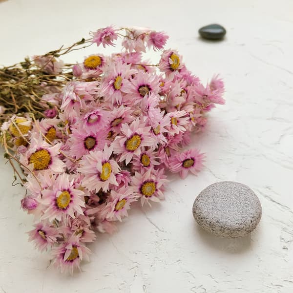 Torkad Rhodanthe - Rosa