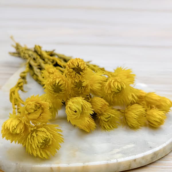 Kaapsblomst - Phaenocoma prolifera - (Kap-halmblomst) - Gul