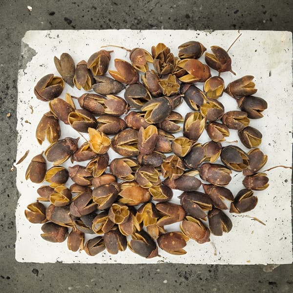 Bakuli Natural - eksotisk tørret frugt - 100g